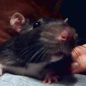 Winston Rat