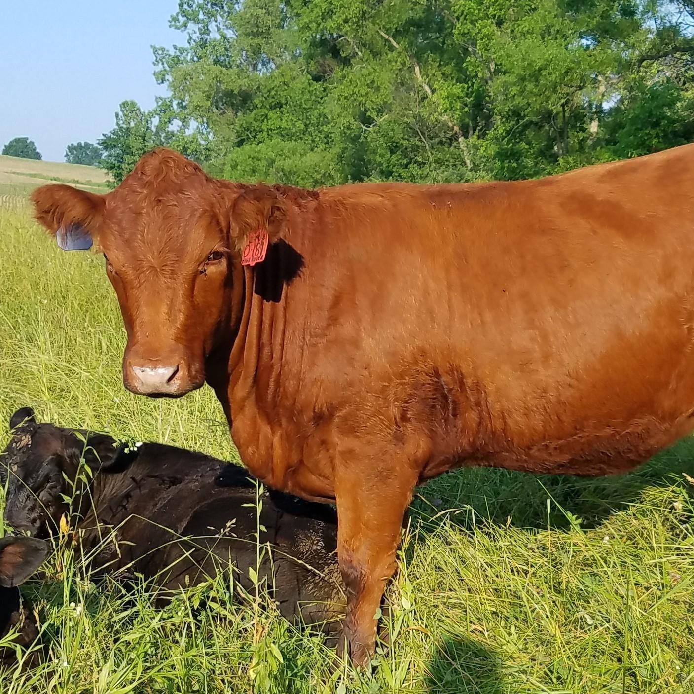 Bingham Stock Farm | Enon Valley PA