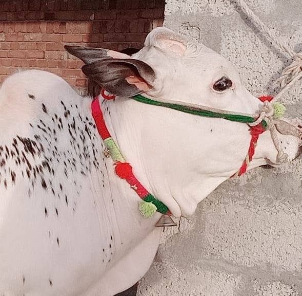 Chaudhary Rasheed cattle farm