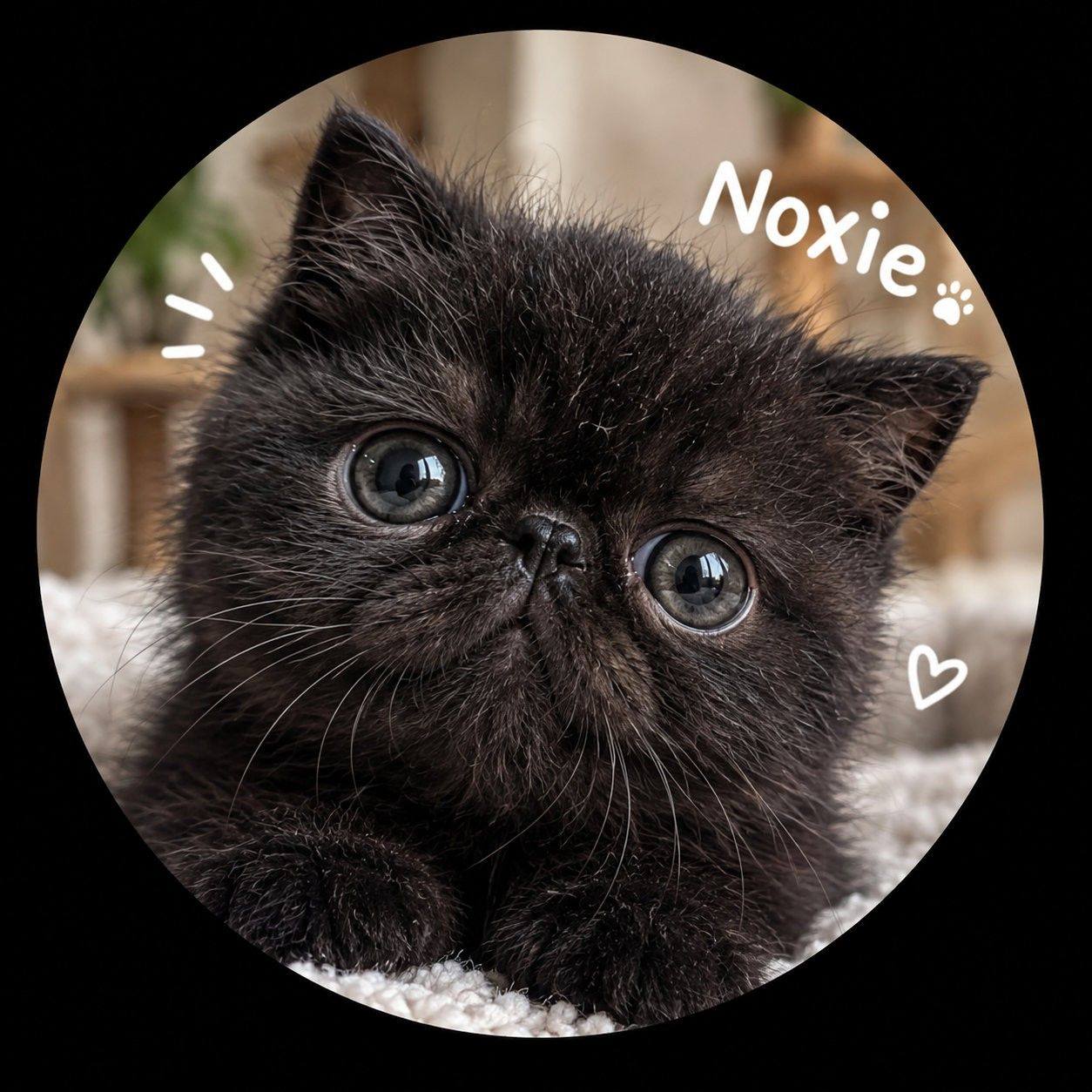 Who Is That? | Noxie