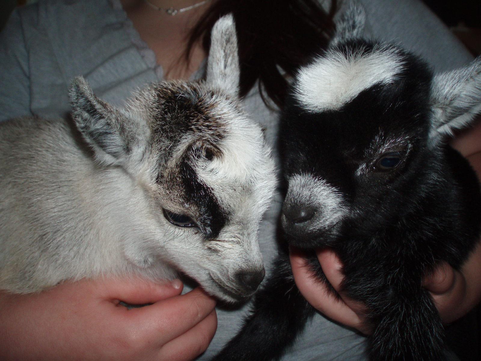 Baters Pride Pygmy Goats | Chelsea MI