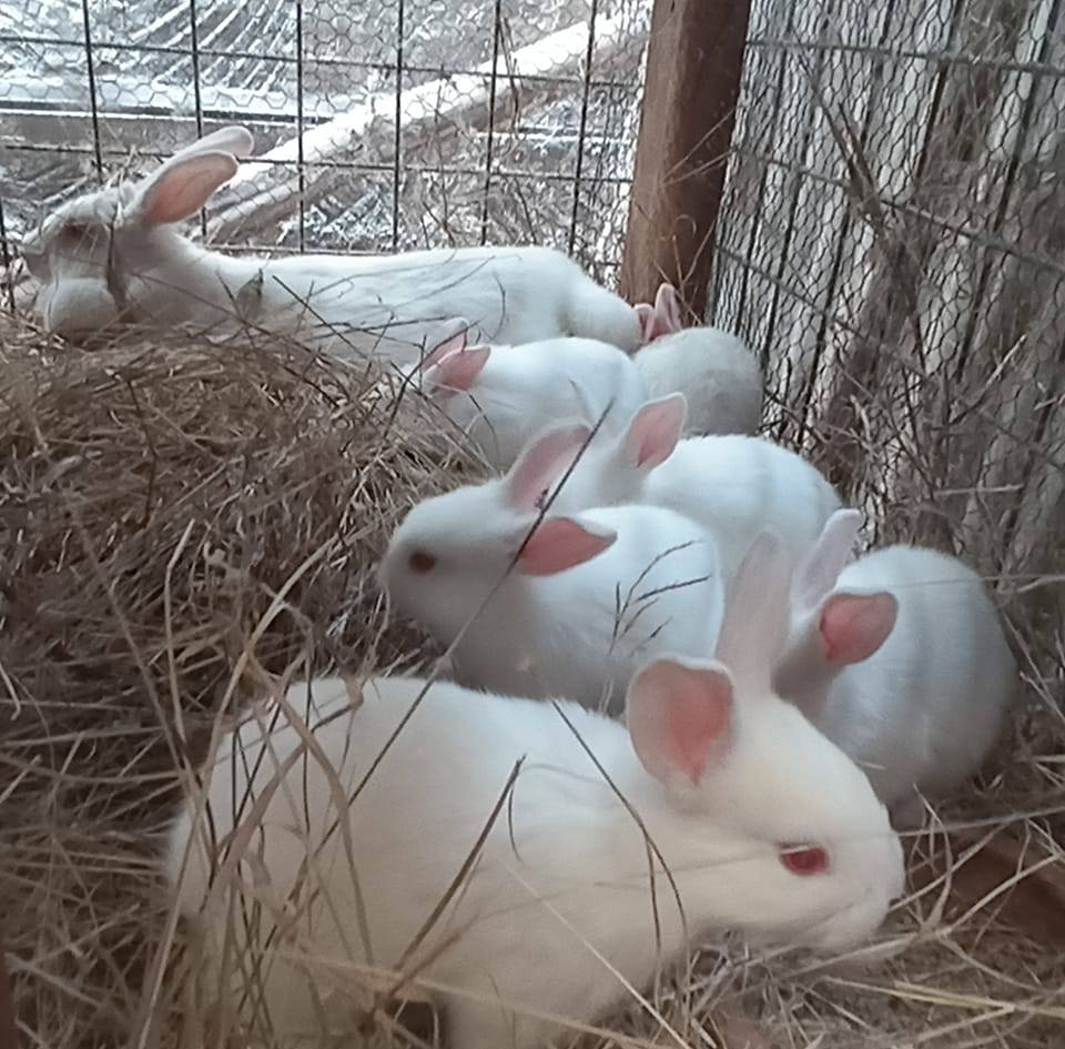 What Rabbits Eat? Rabbits are... - Maridadi Point Farm | Facebook