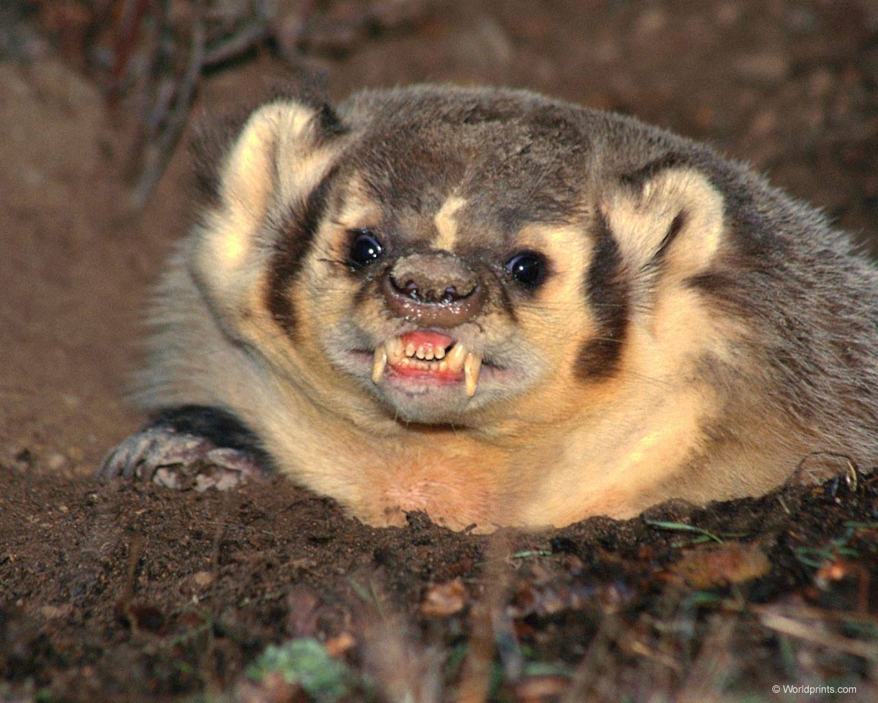 Science Badger