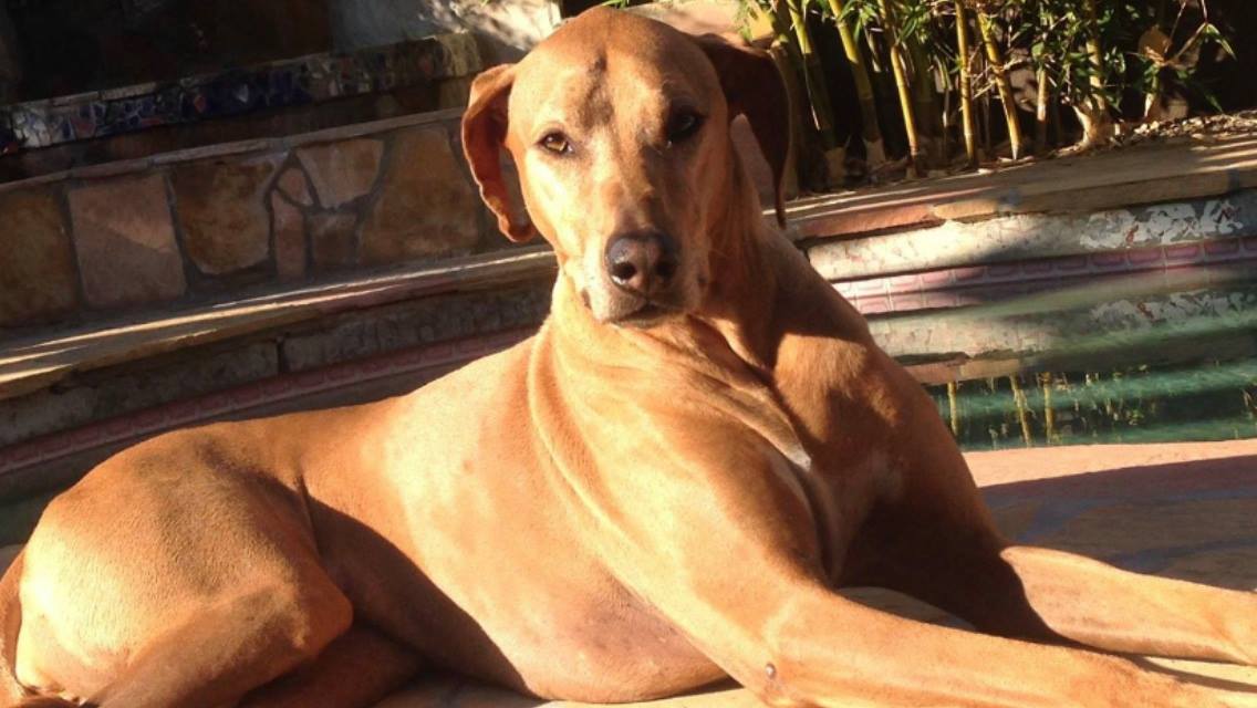 Roxy the Supermodel Ridgeback