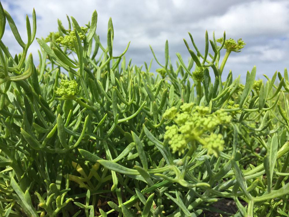 Wildpluk zilte zee kust duin planten