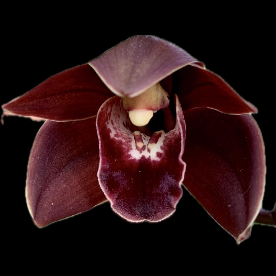 Cymbidium Blooms Gallery on Reels