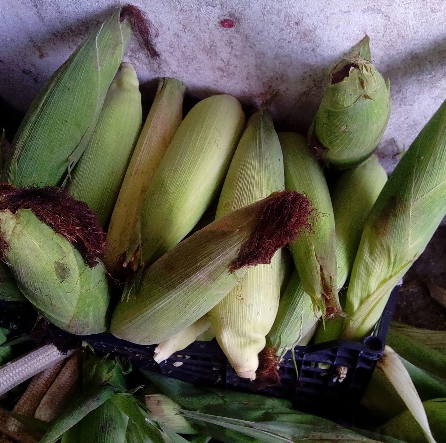 Elotes asados Don prisci