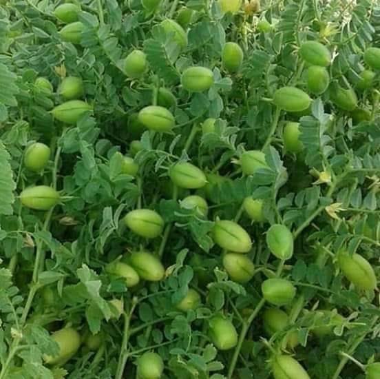 بلوچ سونگ ساجن یار