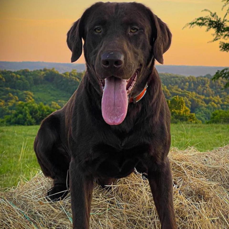 Labrador Ridge Farms of Tennessee