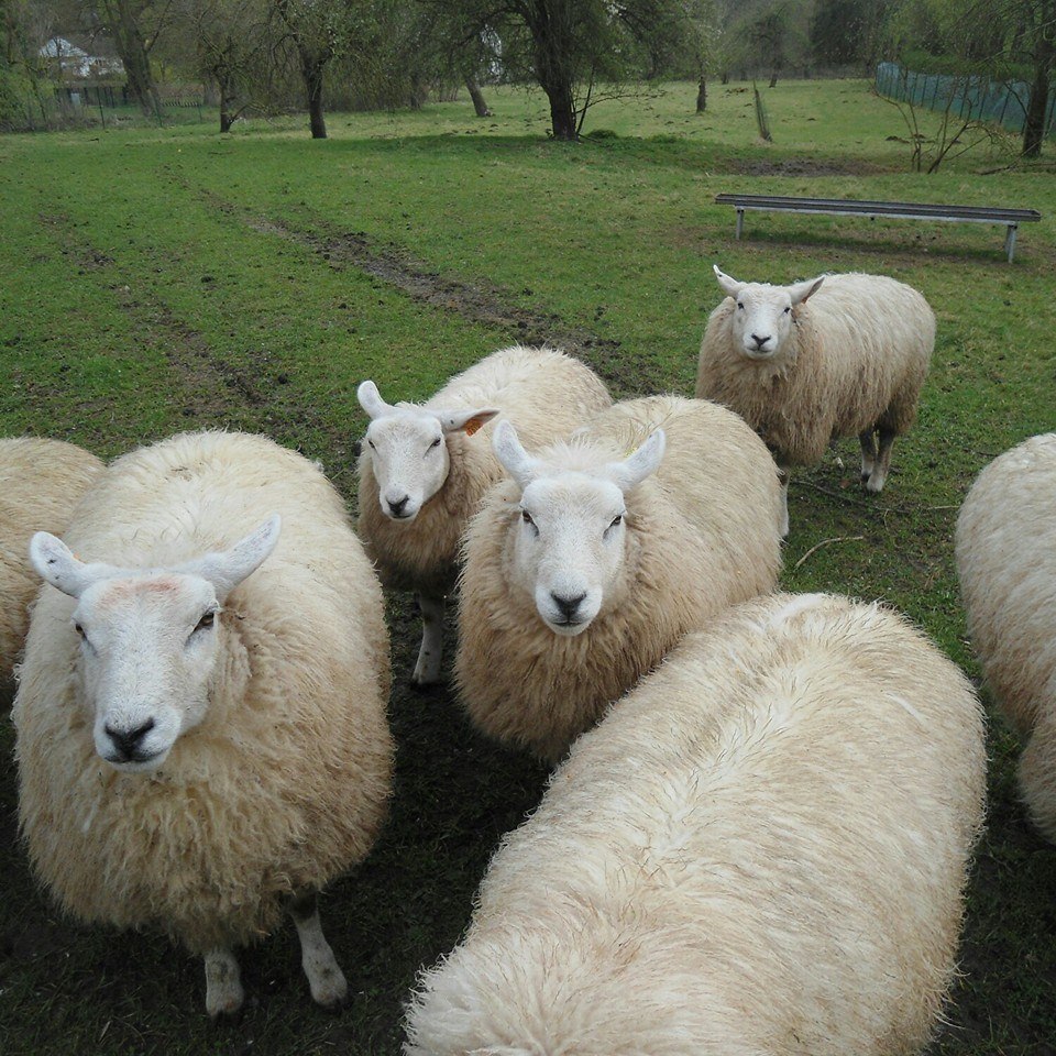 Elevage Camboni texel français