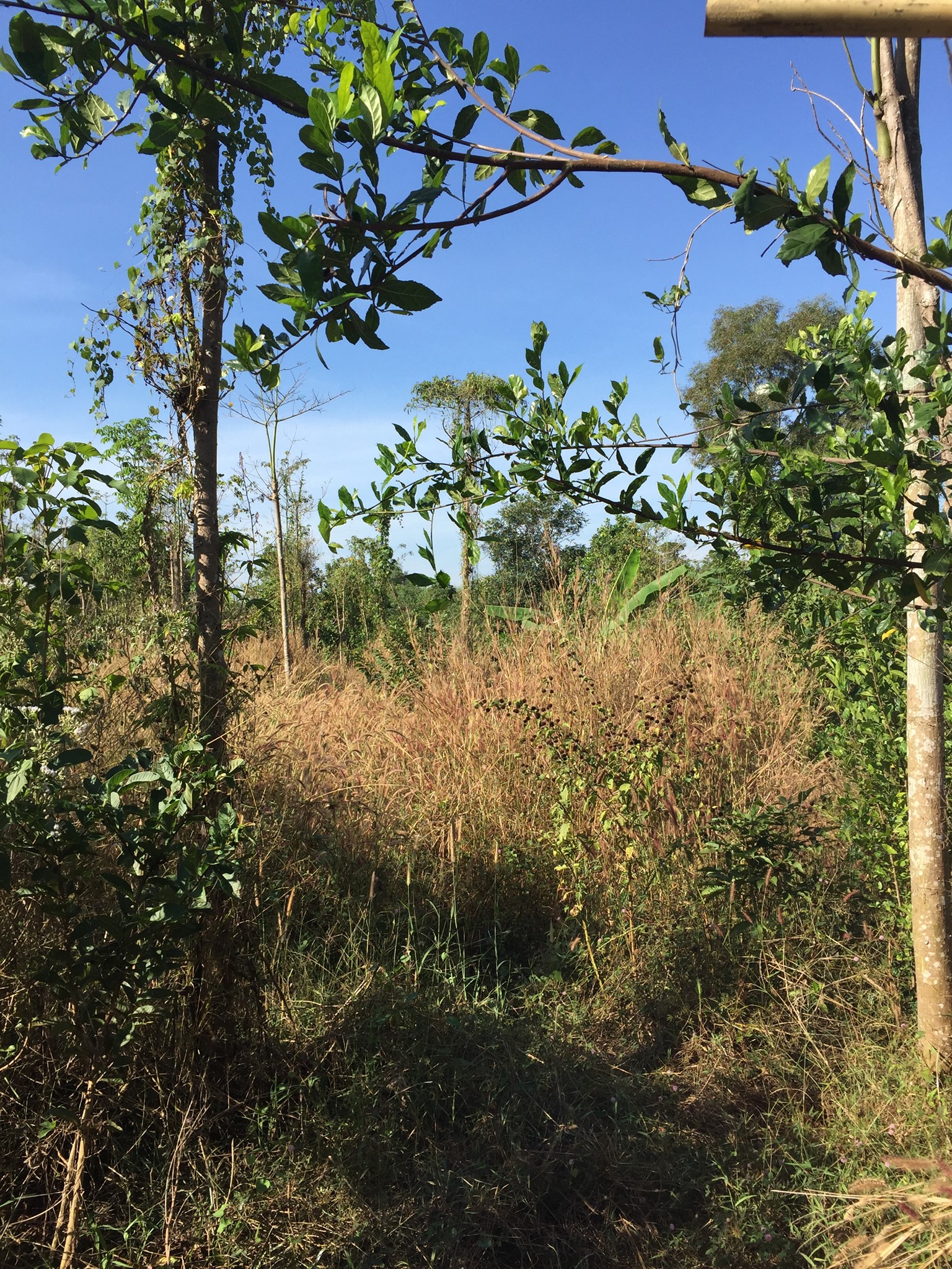 Marvin Farm | Ba Ria