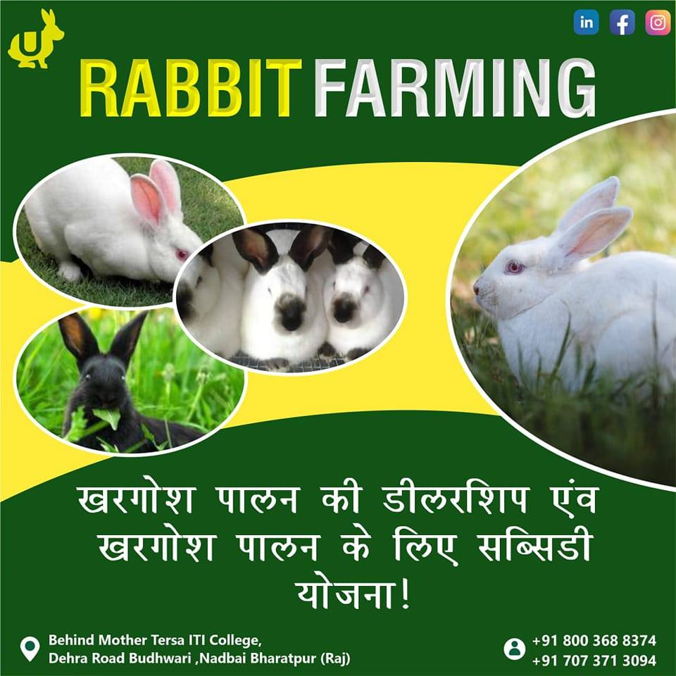 All India rabbit farming | Bharatpur Government Hospital Area