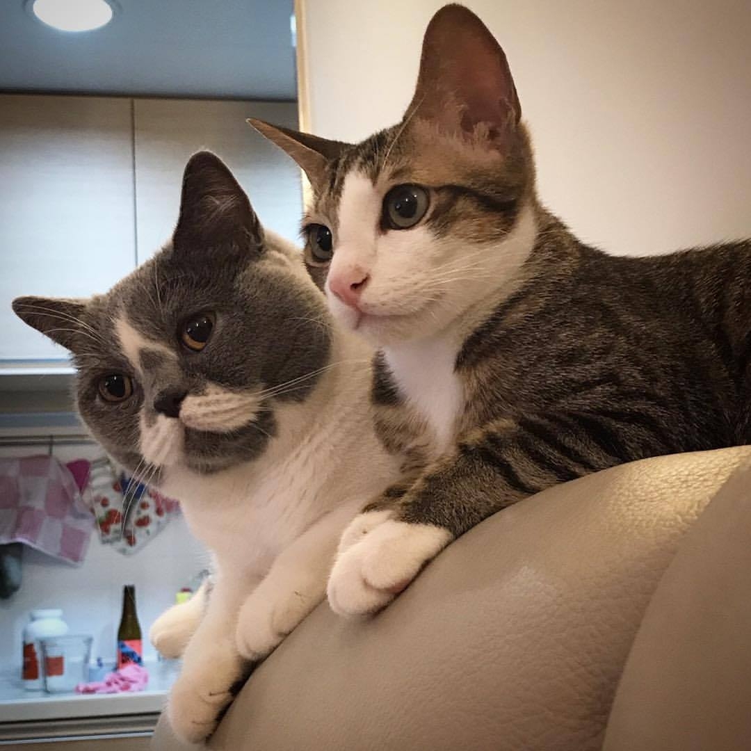 林jeejee&斑斑之日常 - Their face before I went out for work. 其實我都好想陪住你地架喵 ...