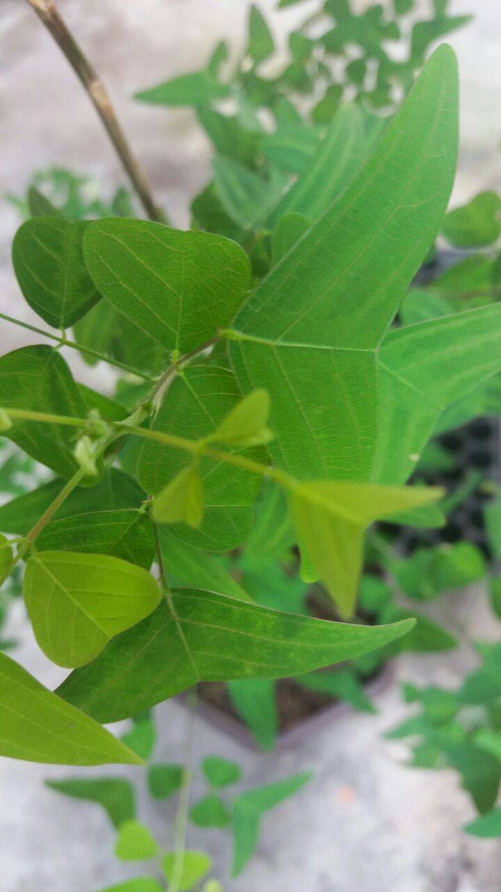 Daun Rerama Hijau Asli | Sandakan
