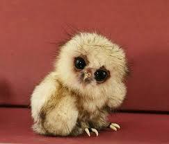 My Favorite Thing on The Internet is Animals