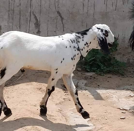 تنہا گجر