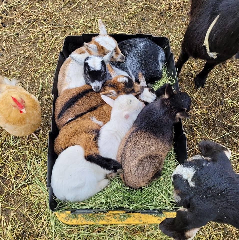 Rugged Country Farms