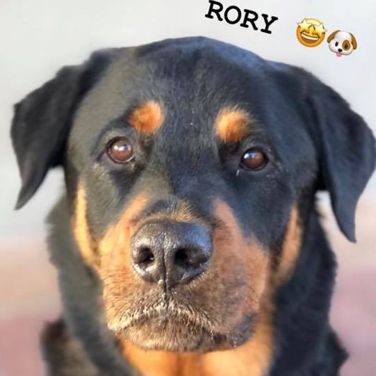 Rory the Rottweiler