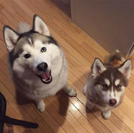 Pawsitive Pet & House Sitting Houston TX