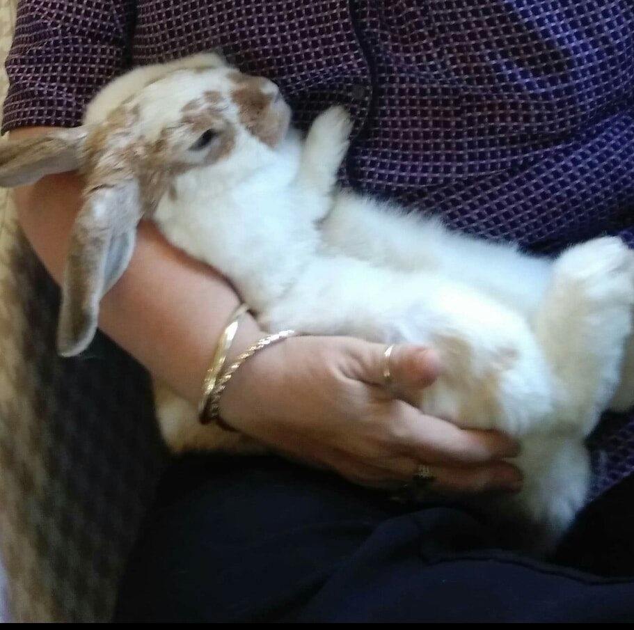 Hunny- Fun Times With The Super Cute Therapy Rabbit