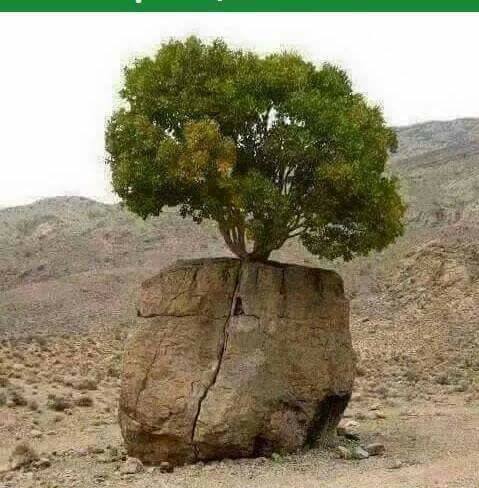 Abdul Qadir rind
