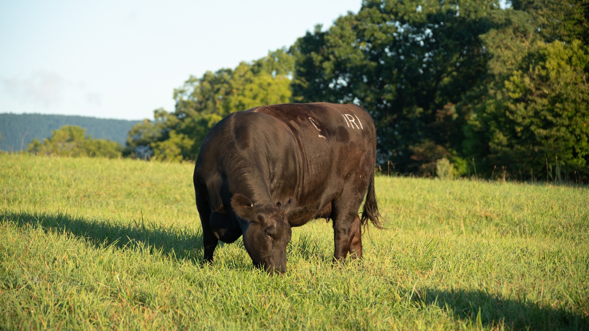 Clark Farms Angus - FOR SALE: Proven calving ease 3 year old Bull sired ...