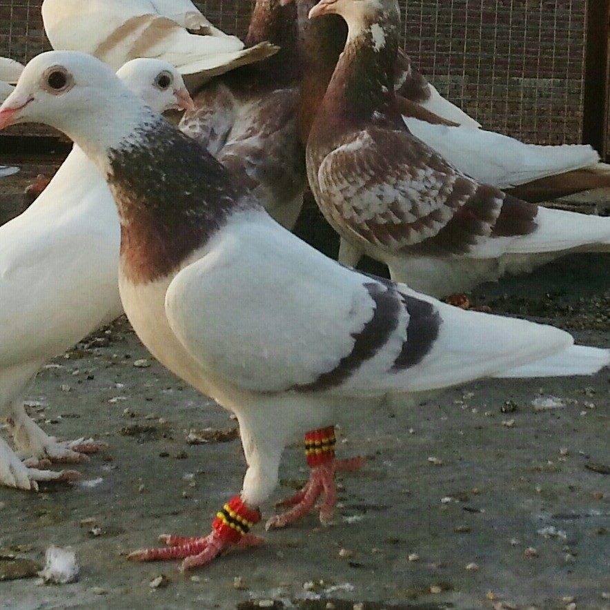 Qasid Pigeons
