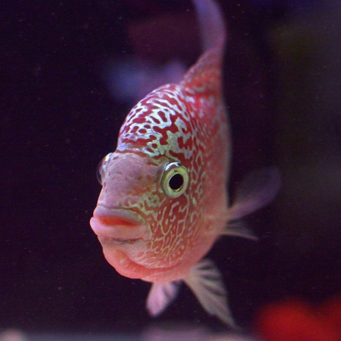 GEO & JIE online fish shop | Kuching