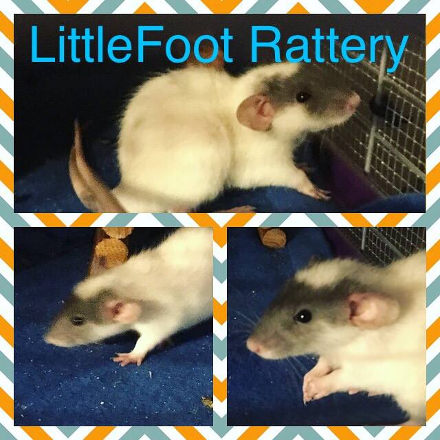 LittleFoot Rattery | Destin Harbor FL