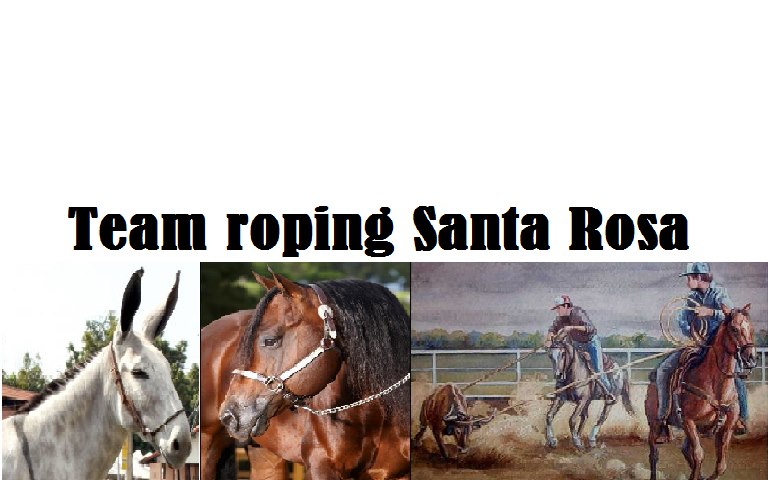 Team roping santa rosa | Santa Rosa de Viterbo SP