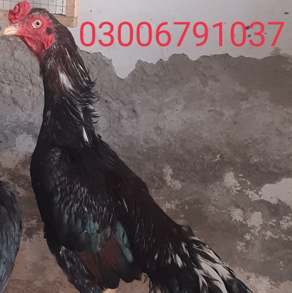 Amjad Chicken Shop