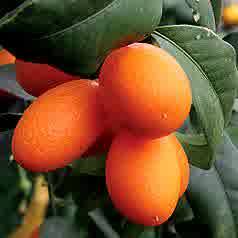 Kebun Bibit Buah Ungul | Sleman