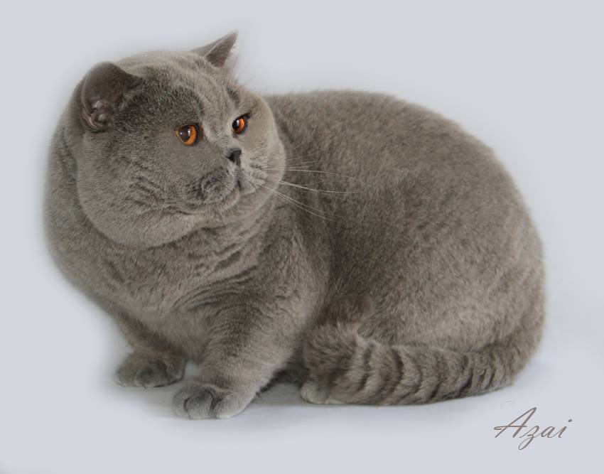 Azai British Shorthair