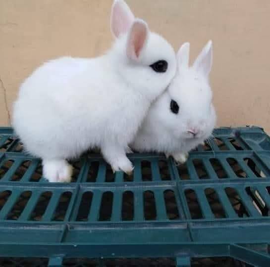 MALIK RABBIT FARMS International Official Group | Facebook