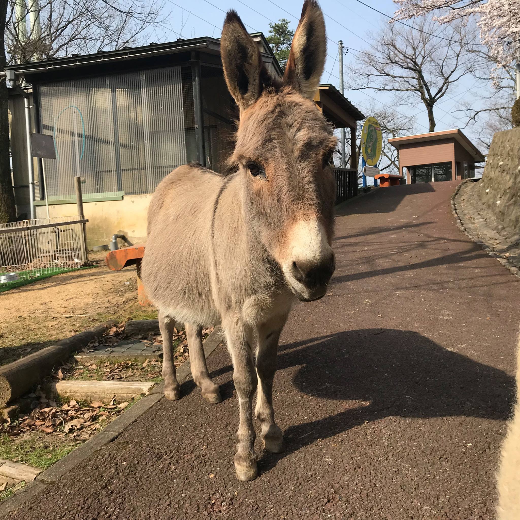 足羽 山 動物園