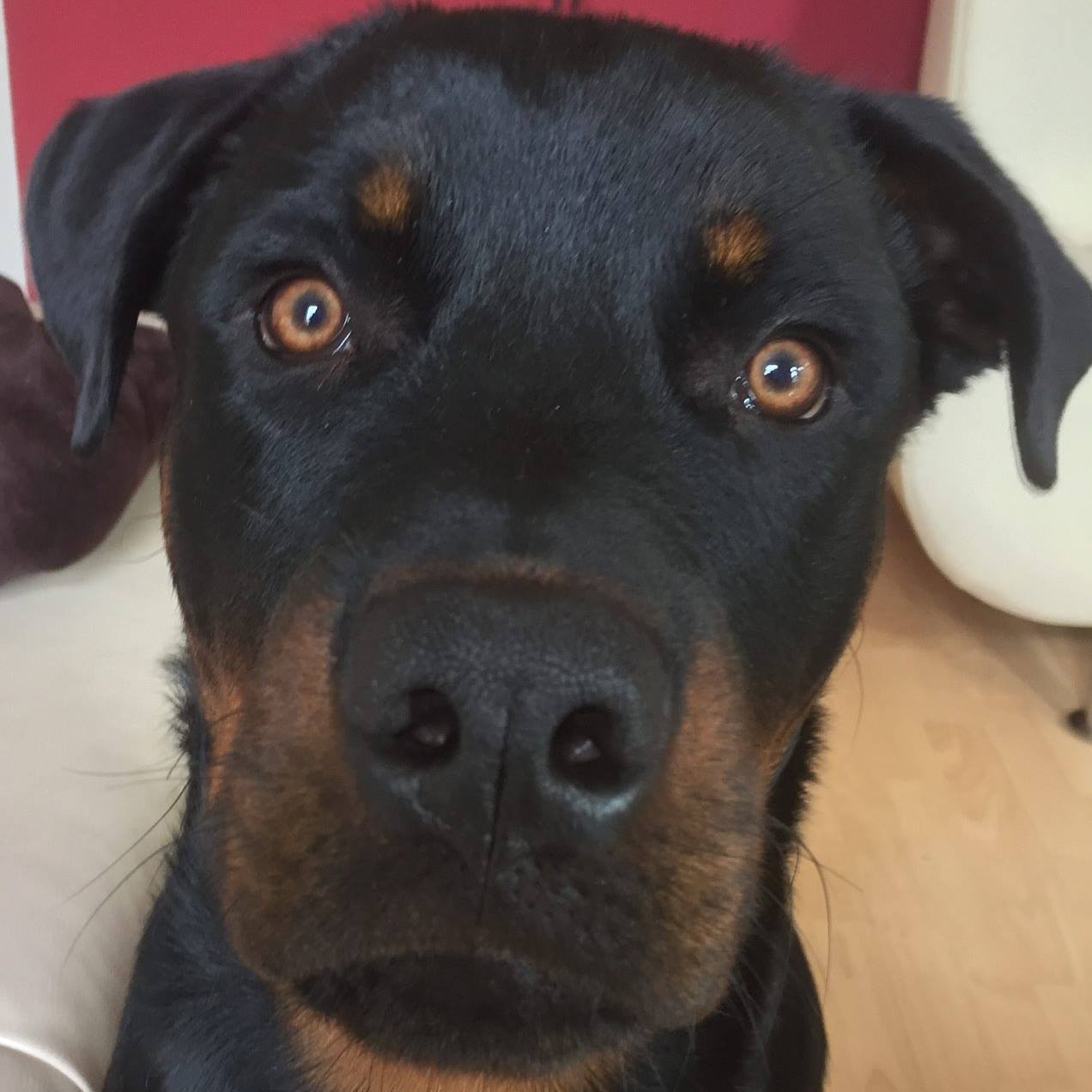 Ole Rottweiler