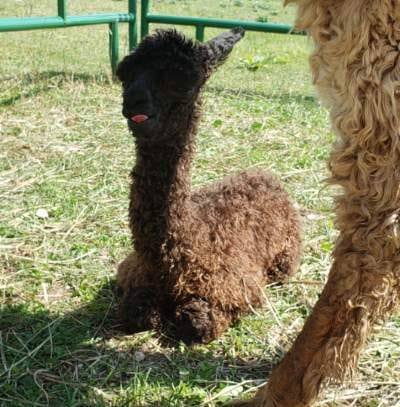 Door County Alpaca Ranch - And the #cria season 2021 has begun! Meet ...