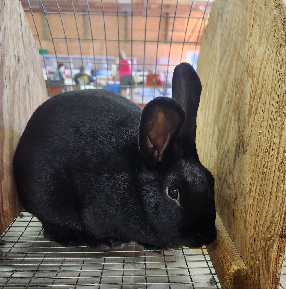 Blue Rabbits Birdsong Farm Rabbits | Birdsong Farm