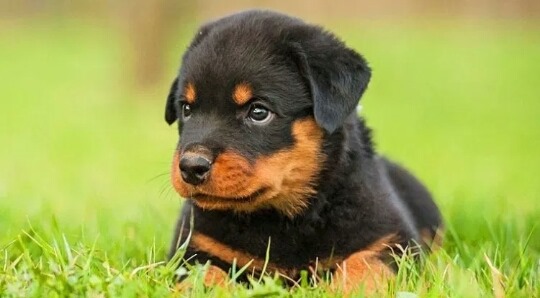 Rottweiler , Alaskan & Pet Lover