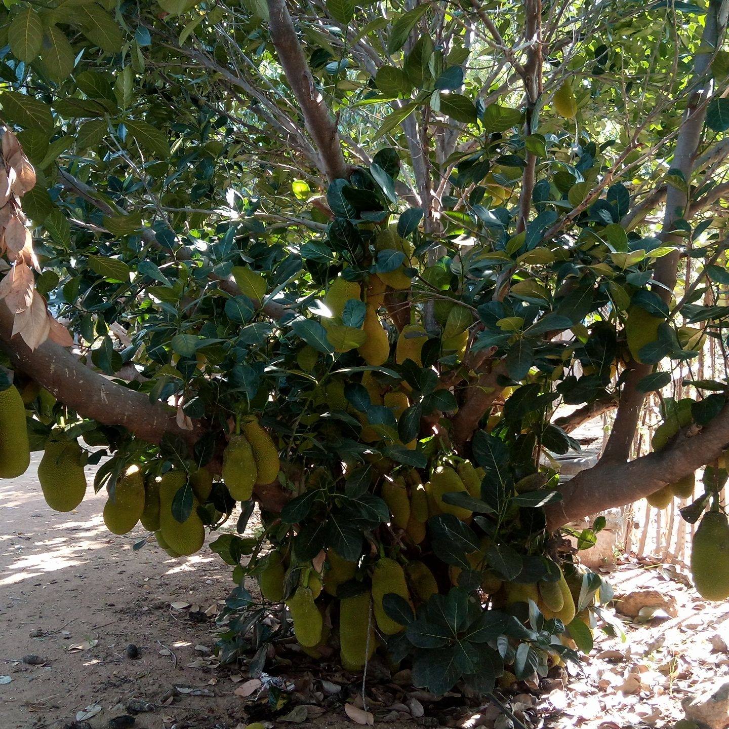 உசிலம்பட்டி மரம் வளர்ப்போர் சங்கம்