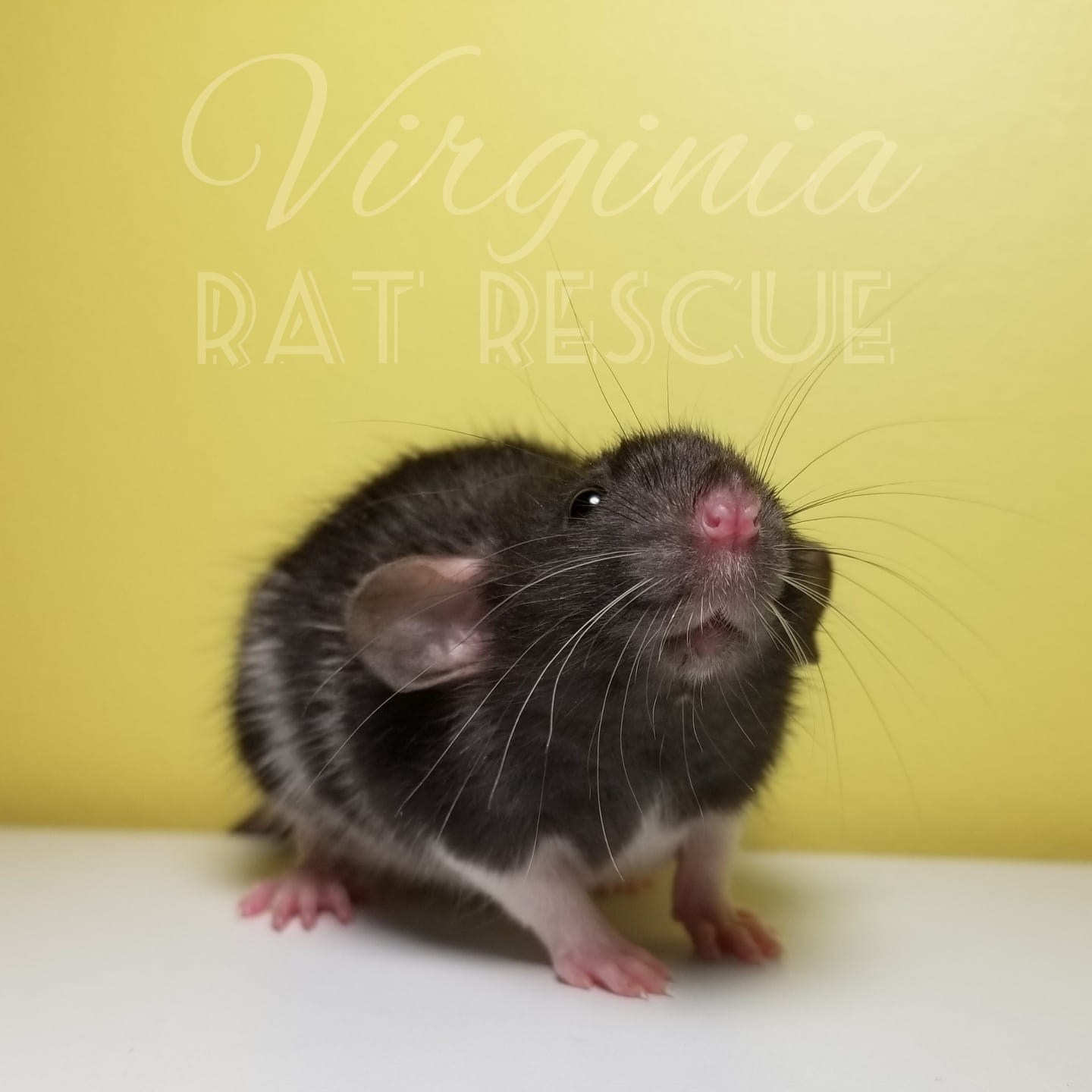 Virginia Rat Rescue | King George VA