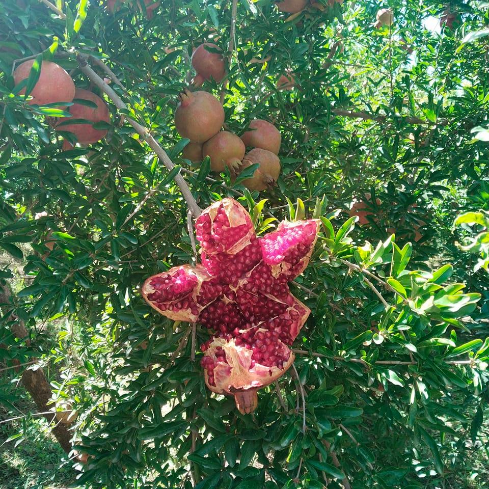 موسی جان موسی جان