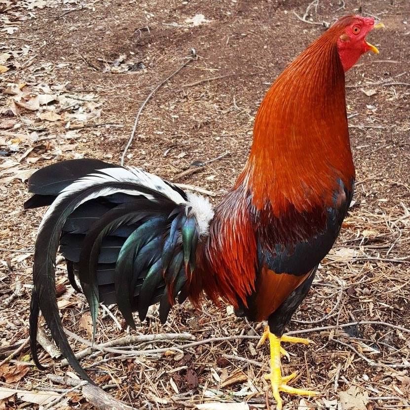 WRatt Game Farm
