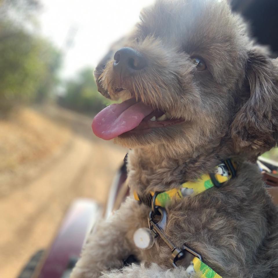 ash_island.dog