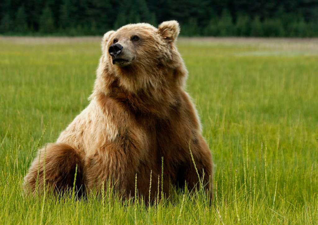 Bears 