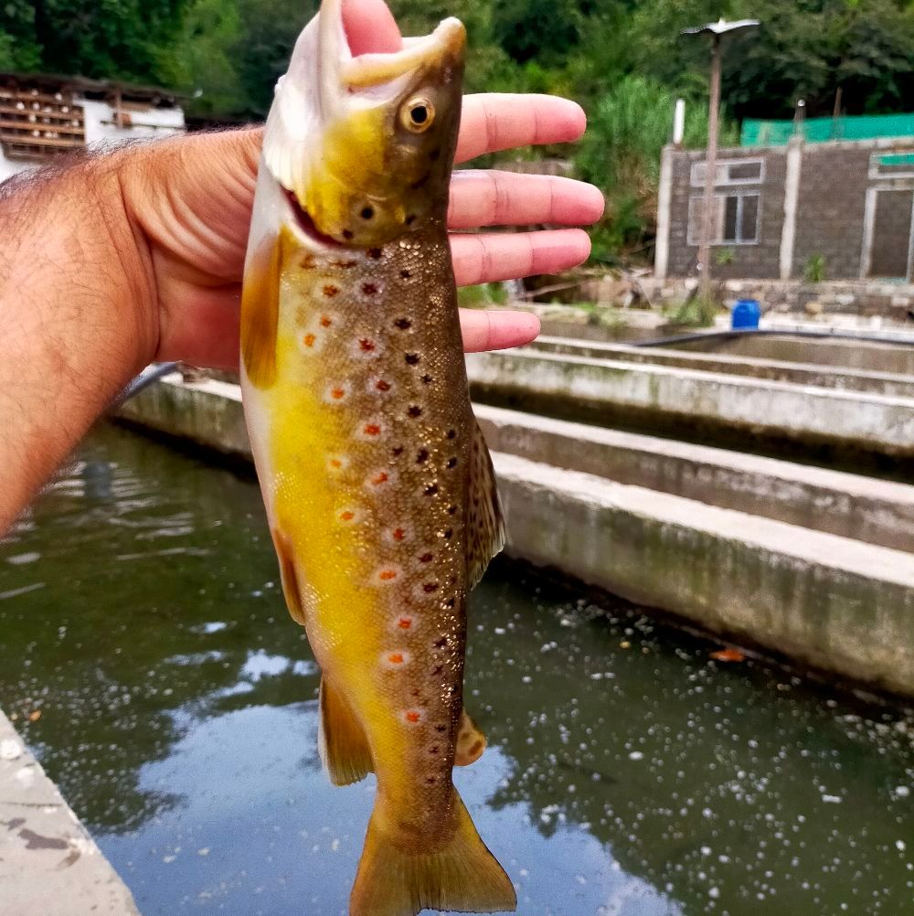 Biha trout fish farm | Languyan