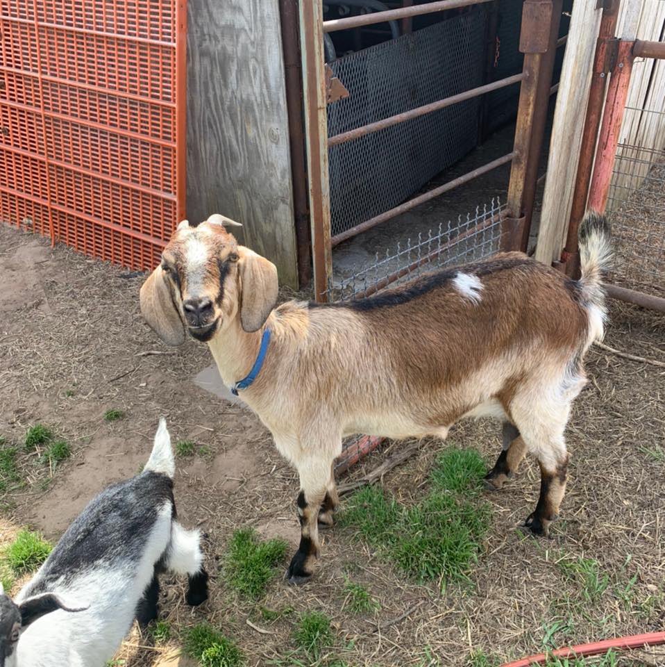 Angie's Goat Milk Creations