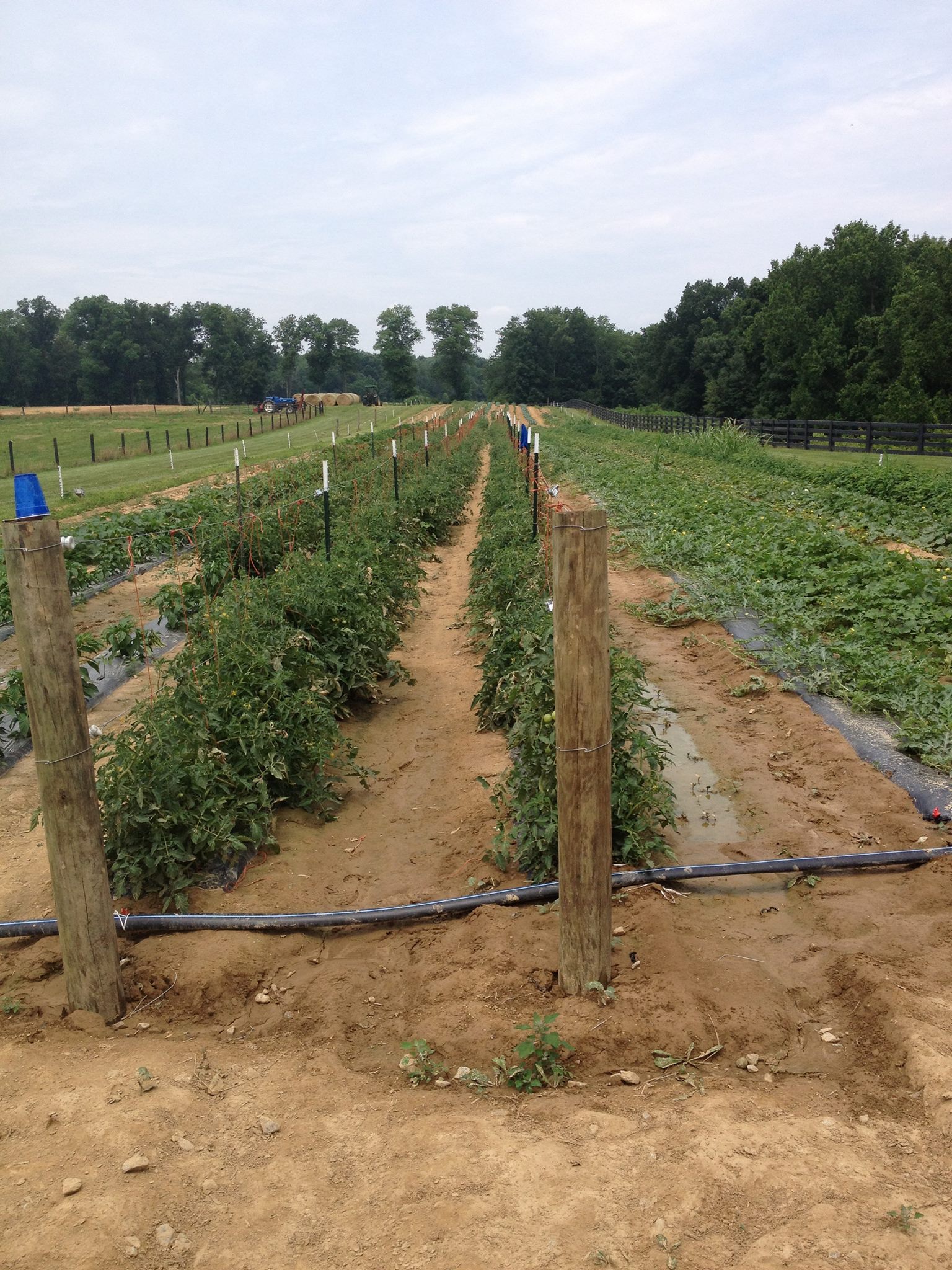 C + L Produce Carrollton KY