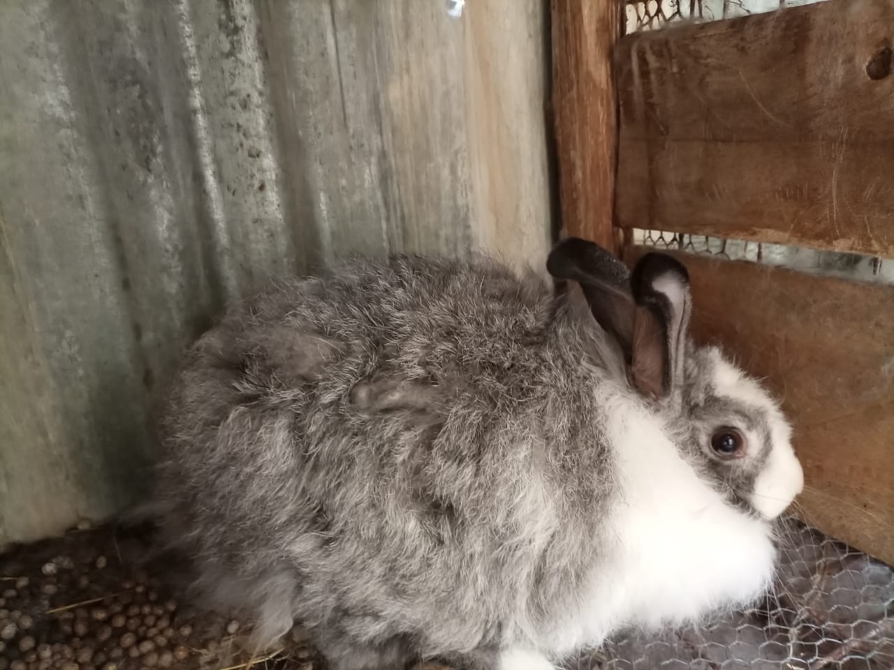 Seven / 11 Rabbits Solutions