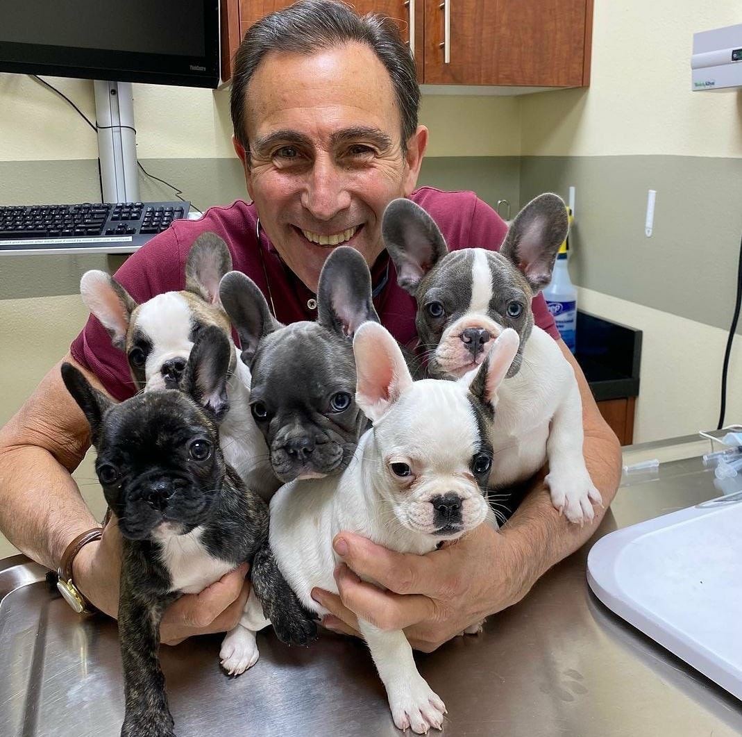 AKC Registered Puppies for Adoption/Rehoming in Pennsylvania